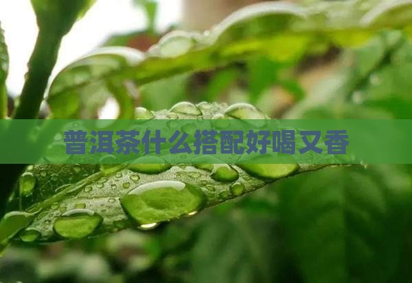 普洱茶加什么好喝又香