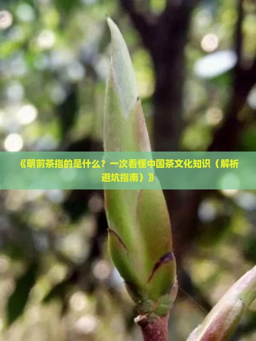 明前茶指的是什么茶