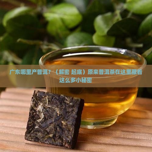 广东哪里产普洱