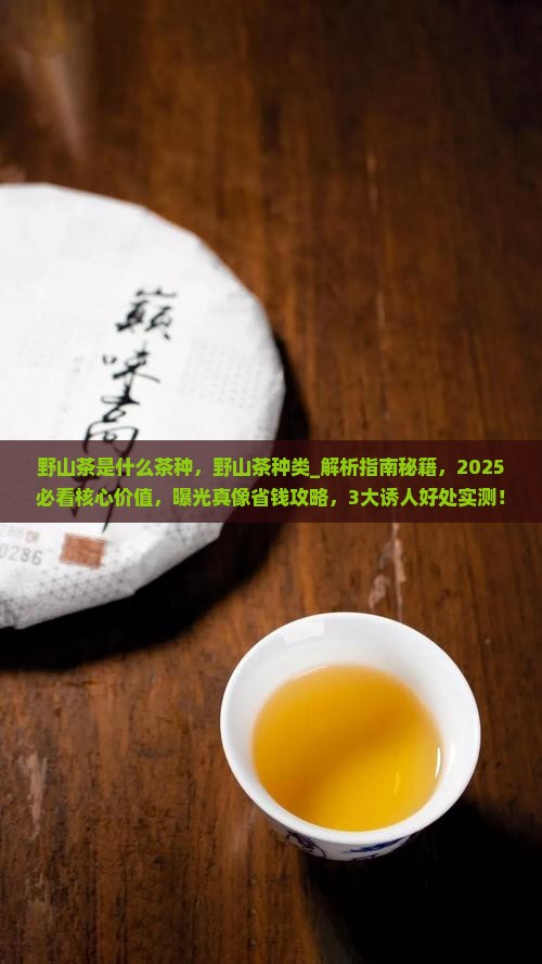 野山茶是什么茶种