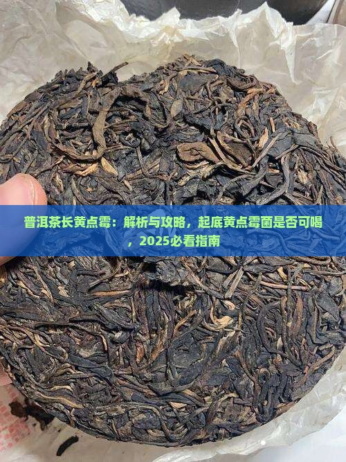 普洱茶长黄点霉