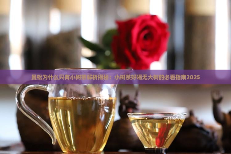 曼松为什么只有小树茶