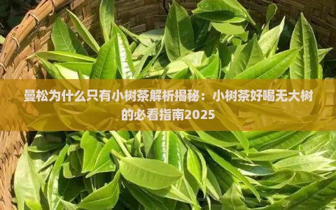 曼松为什么只有小树茶