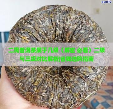 二爬普洱茶属于几级