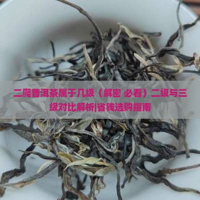 二爬普洱茶属于几级