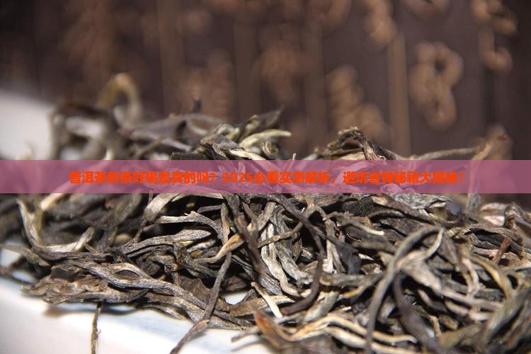普洱茶新茶好喝