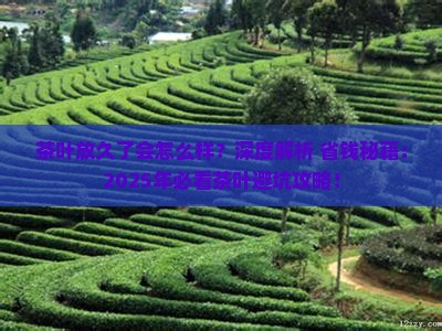 茶叶放久了会怎么样