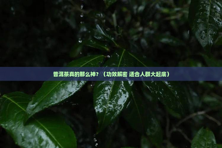 普洱茶有什么功效适合人群