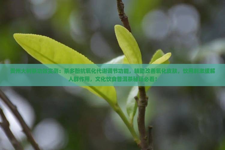 贵州大树茶的功效