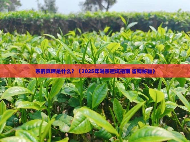 茶的真谛是什么