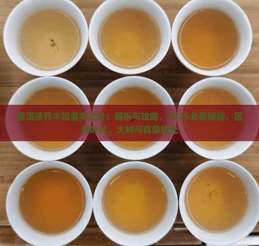 普洱茶乔木和灌木之分