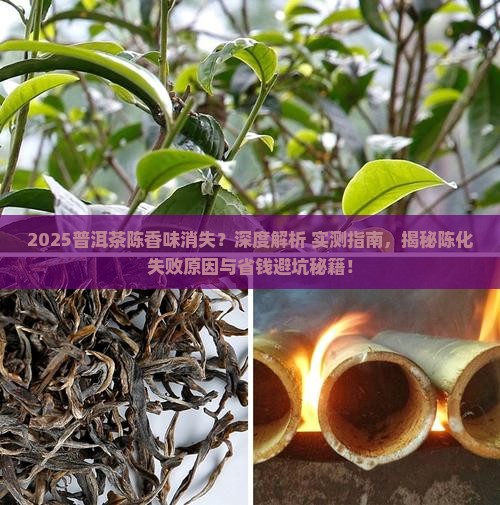 普洱茶为什么没有陈香味