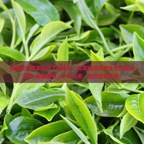 普洱茶饼有发白霉了能喝吗