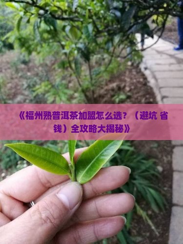 福州熟普洱茶加盟