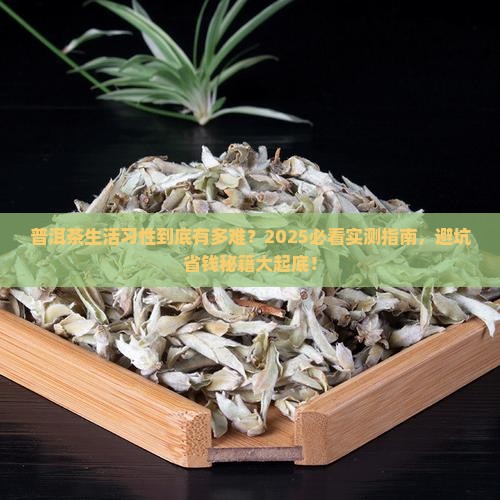 普洱茶生活习性