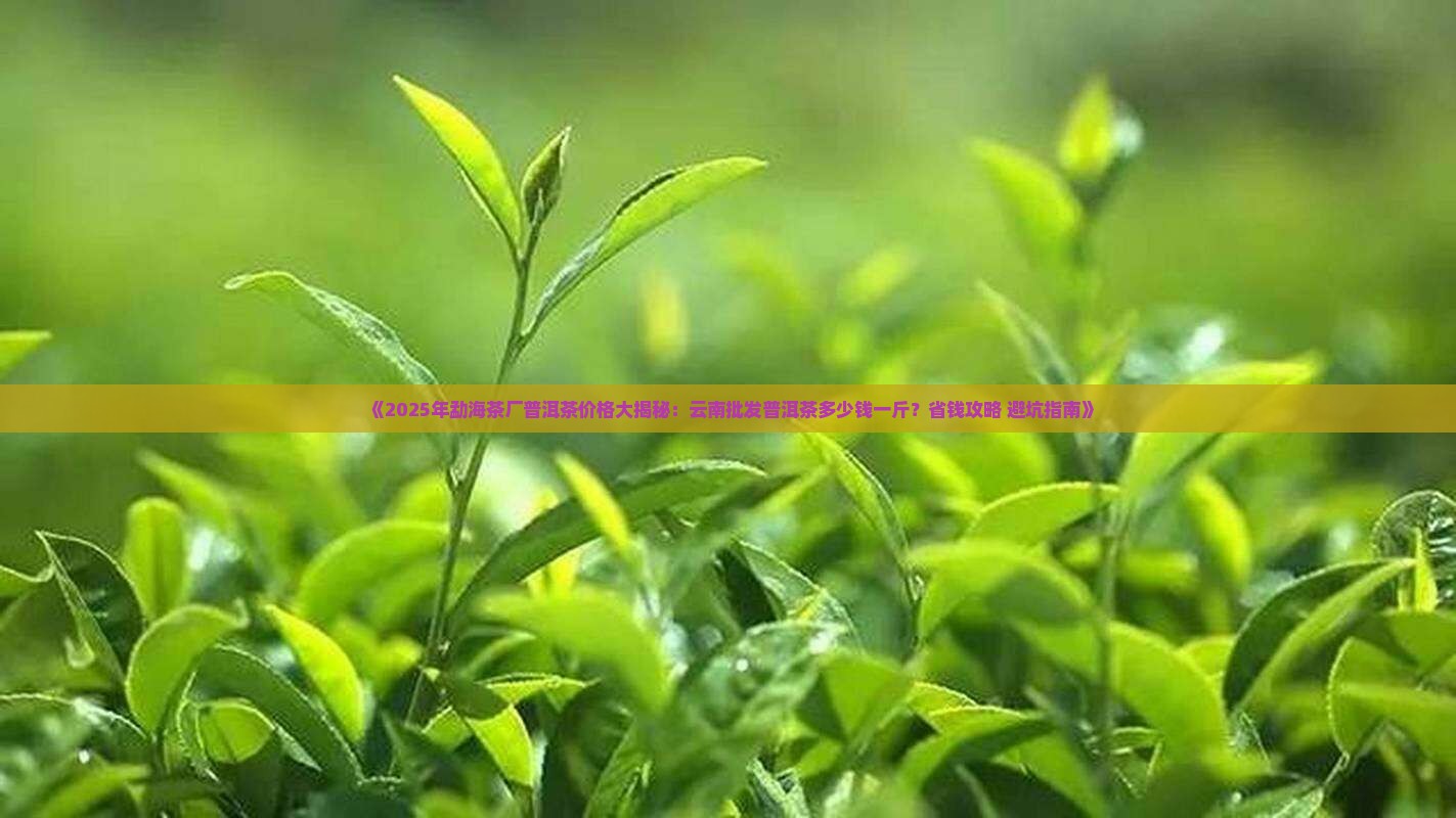 勐海茶厂普洱茶多少钱一斤