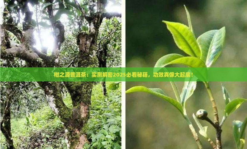 柑之源普洱茶功能