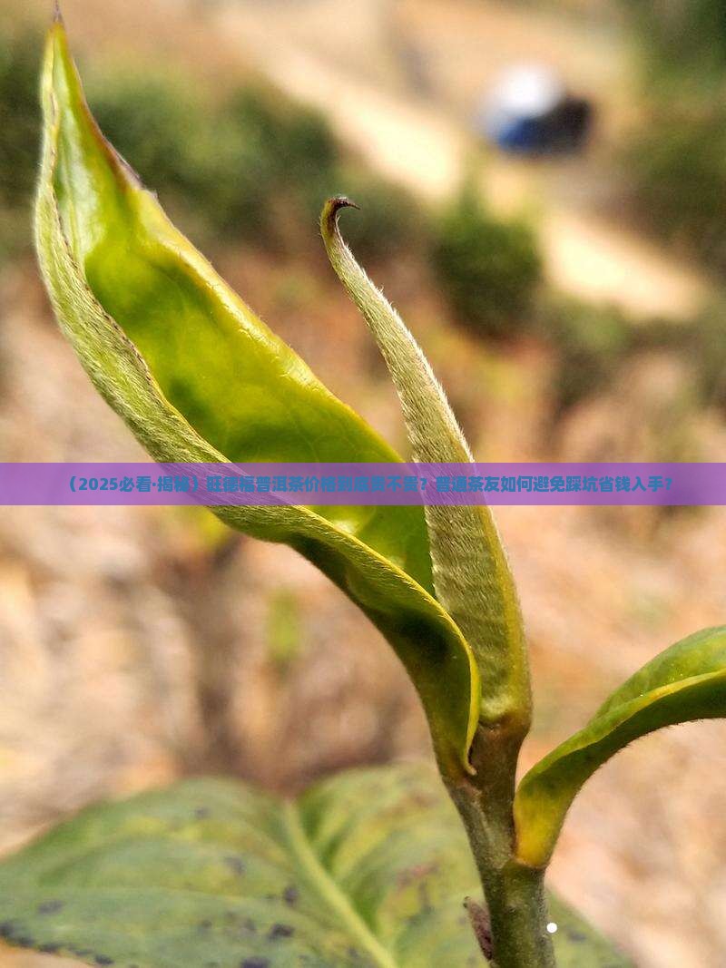 旺德福普洱茶价格
