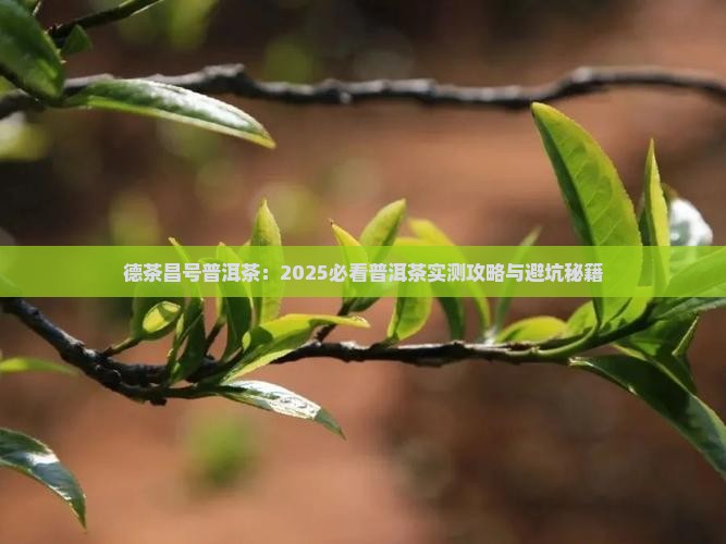 德茶昌号普洱茶