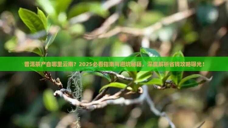 普洱茶产自哪里云南