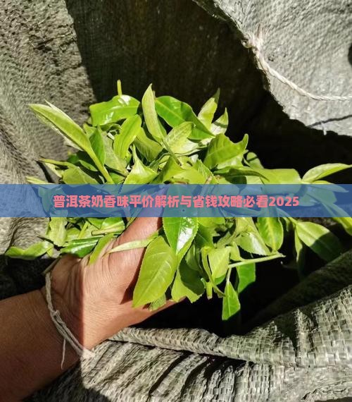 普洱茶奶香味平价