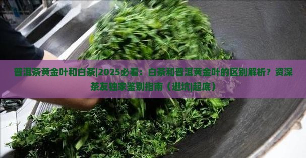 普洱茶黄金叶和白茶