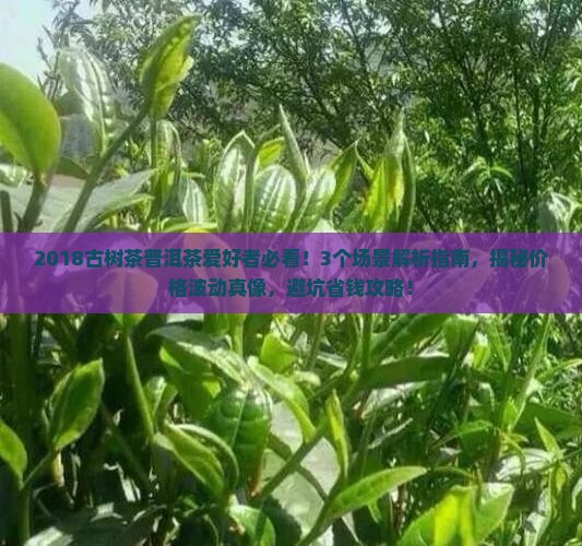 古树茶普洱茶2018