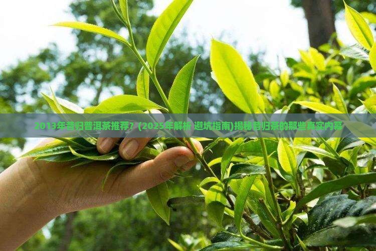 2013年昔归普洱茶推荐
