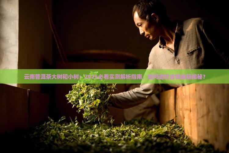 云南普洱茶大树和小树