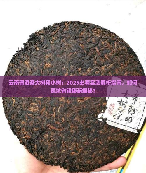 云南普洱茶大树和小树
