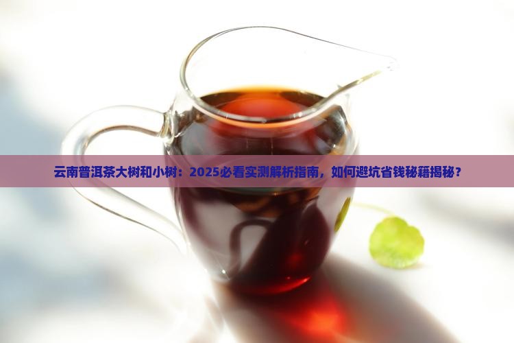 云南普洱茶大树和小树