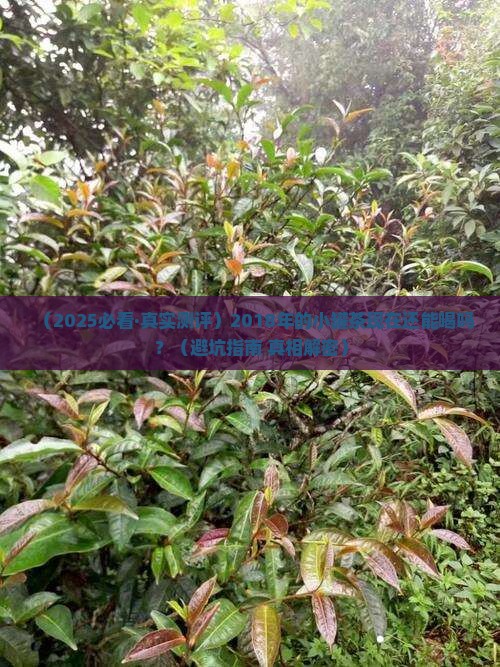 2018小罐茶现在能喝吗