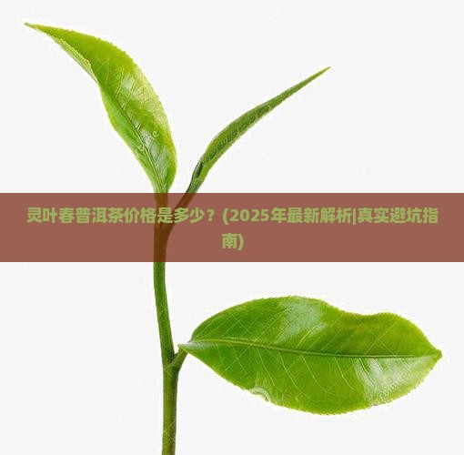 灵叶春普洱茶价格
