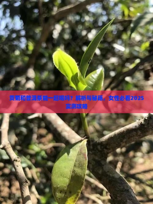 贡菊和普洱茶能一起喝吗