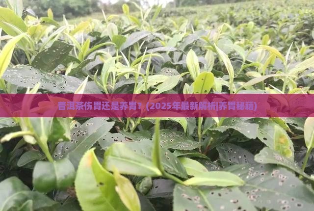普洱茶伤胃还是养胃
