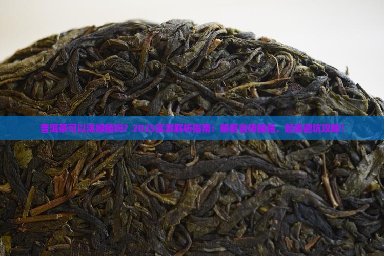 普洱茶可以浇绿植吗