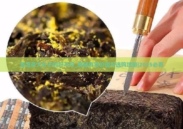 普洱茶大叶子的好不好