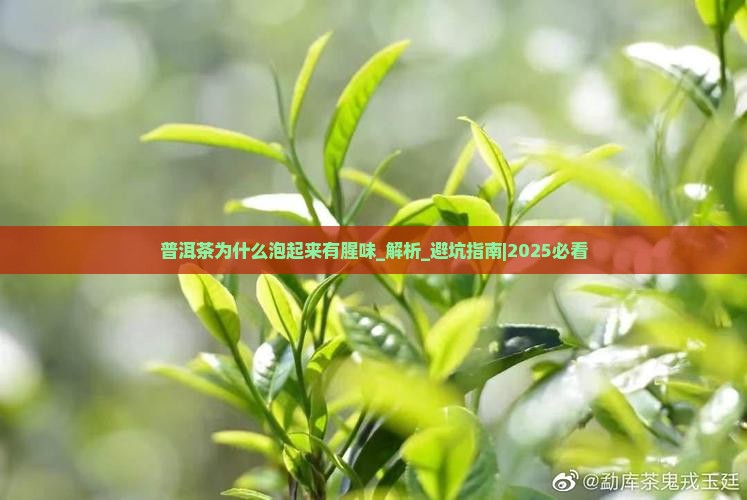 普洱茶为什么泡起来有腥味
