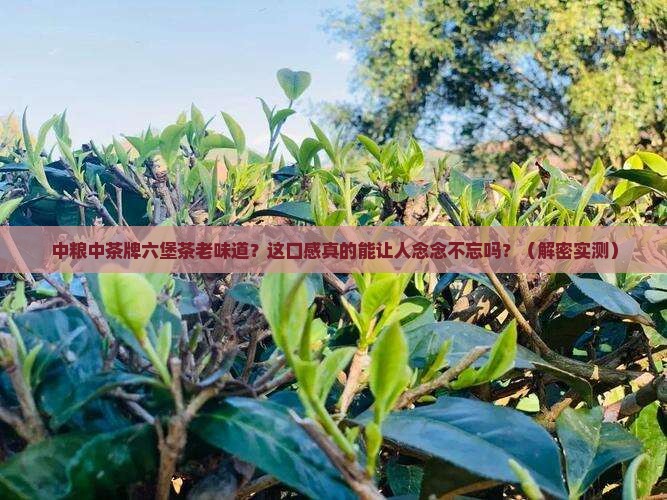 中粮中茶牌六堡茶老味道