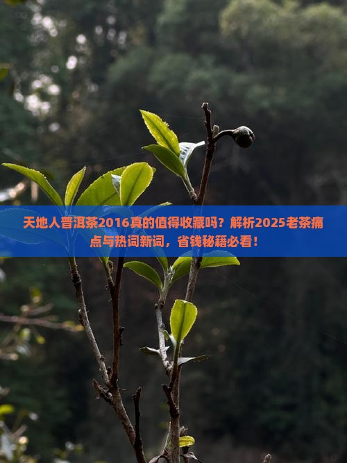 天地人普洱茶2016