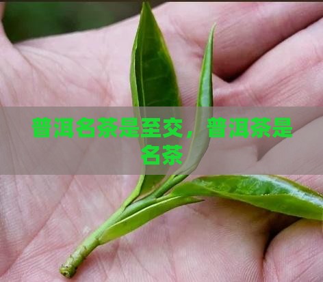 普洱名茶是至交