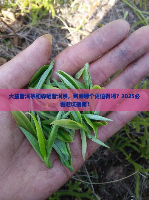 大益普洱茶和森晒普洱茶