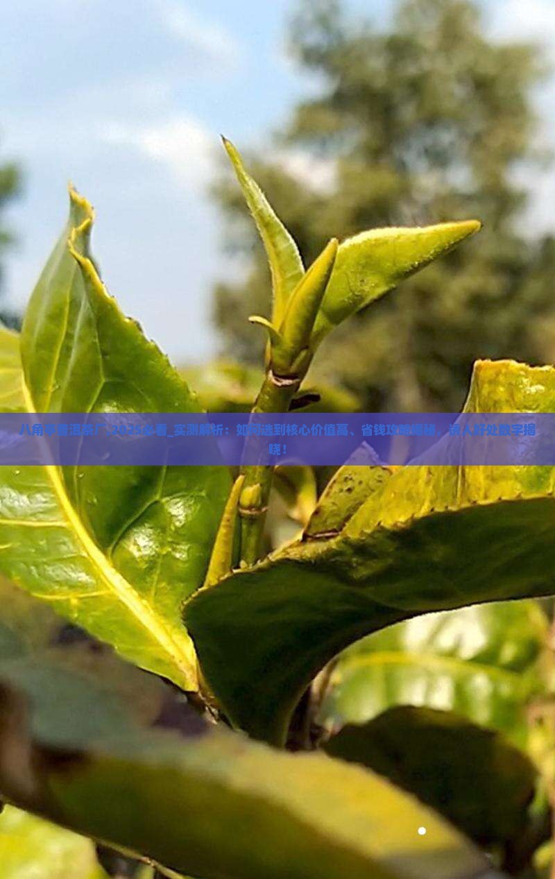八角亭普洱茶厂