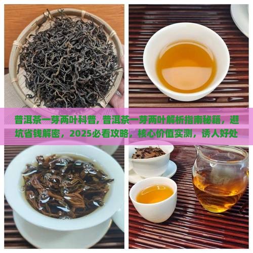 普洱茶一芽两叶科普