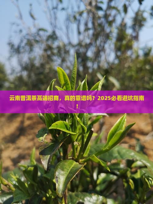 云南高端普洱茶招商