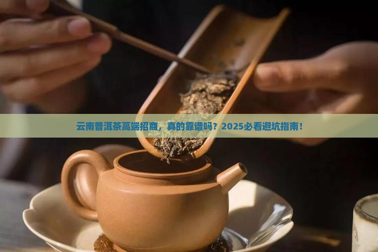 云南高端普洱茶招商