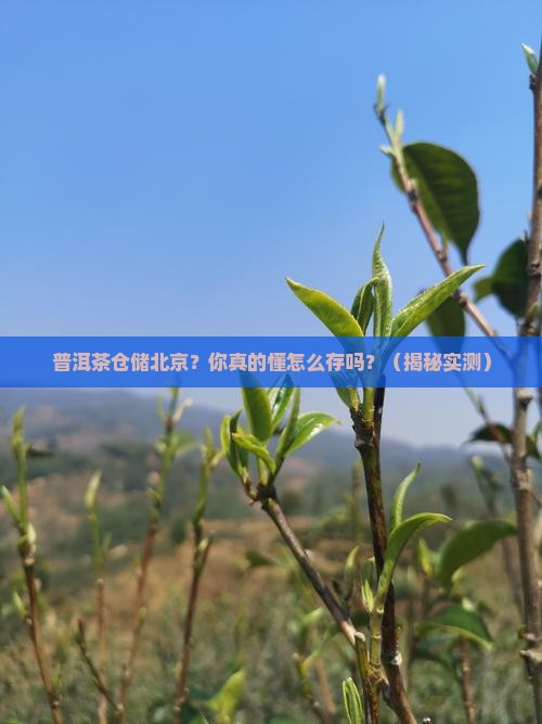普洱茶仓储北京 普洱茶仓储北京