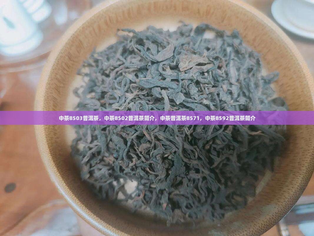 中茶8503普洱茶