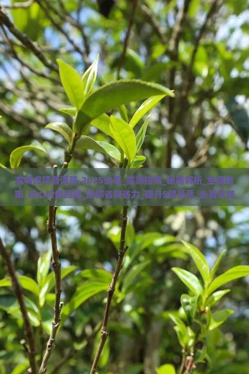 龙精虎猛普洱茶