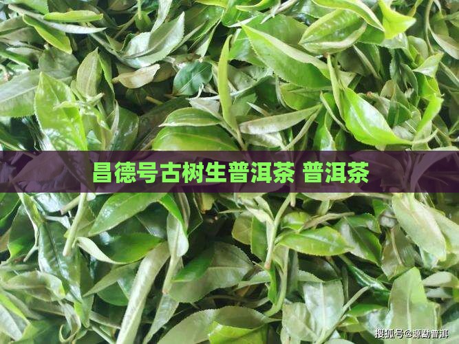 昌德号古树生普洱茶